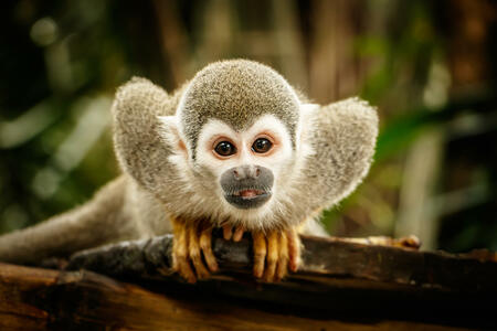 Chinese Horoscope - Wood - Monkey | photo: (c) LindaPhotography - stock.adobe.com