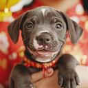 Chinese Horoscope dog 2025