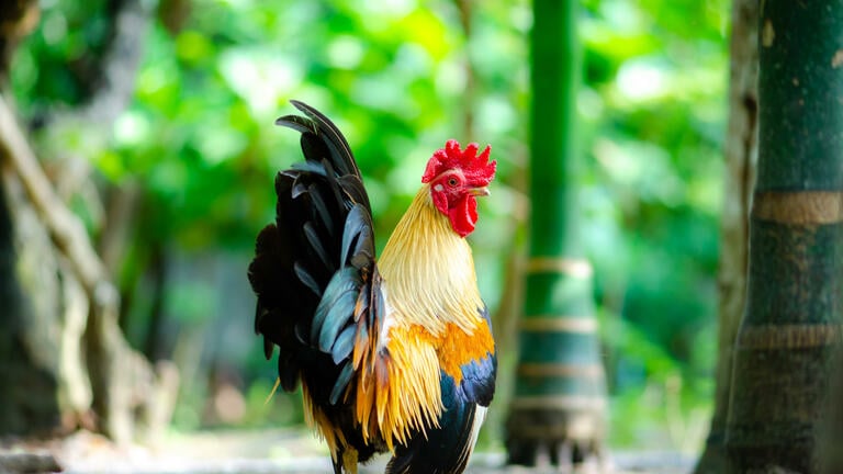 Chinese zodiac sign Rooster