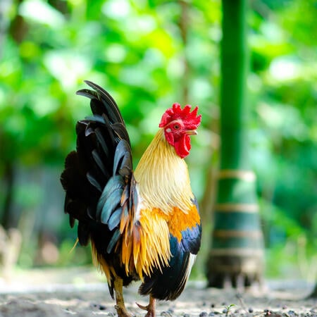Chinese zodiac sign Rooster