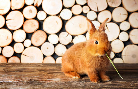 Chinese horoscope - Wood - Rabbit | photo: (c) Africa Studio - stock.adobe.com