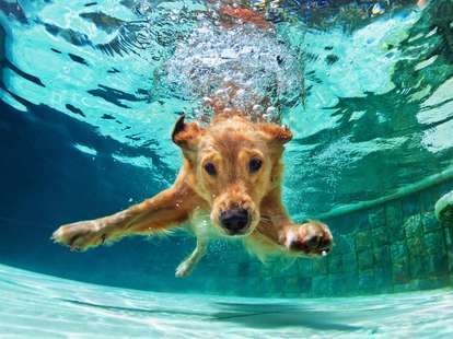 Chinese Horoscope - Water - Dog | photo: (c) Tropical studio - stock.adobe.com