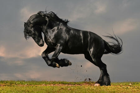 Chinese Horoscope - Fire - Horse | photo: (c) Viktoria Makarova - stock.adobe.com