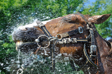 Chinese Horoscope - Water- Horse | photo: (c) beerfan - stock.adobe.com