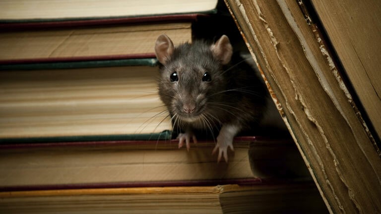 The Chinese animal zodiac sign rat
