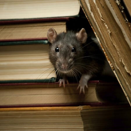 The Chinese animal zodiac sign rat