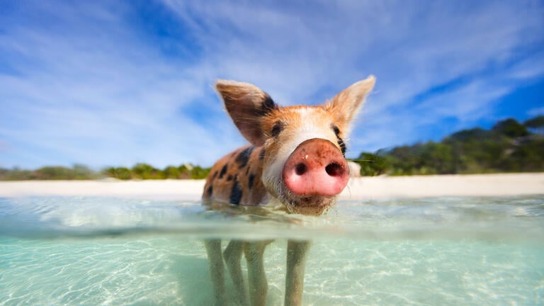 Chinese animal zodiac sign Pig
