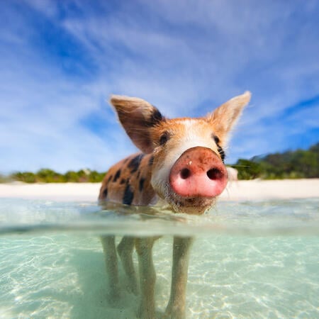 Chinese animal zodiac sign Pig