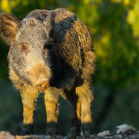 Chinese Horoscope - Earth - Pig | photo: (c) taviphoto - stock.adobe.com