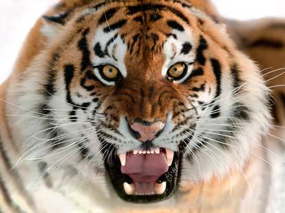 Chinese horoscope - Fire - Tiger | photo: (c) Uryadnikov Sergey - stock.adobe.com