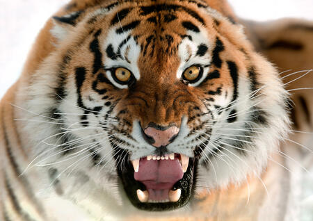 Chinese horoscope - Fire - Tiger | photo: (c) Uryadnikov Sergey - stock.adobe.com