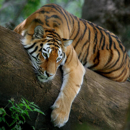 Chinese horoscope - Wood - Tiger | photo: (c) Ivan Tonev - stock.adobe.com