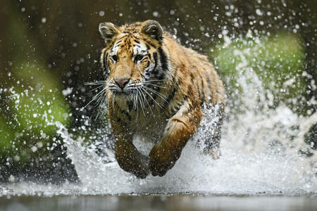 Chinese horoscope - Water - Tiger  | photo: (c) David - stock.adobe.com