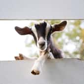 Chinese animal zodiac sign Goat  | Photo: &copy; iStock.com/niki davison