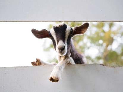 Chinese animal zodiac sign Goat 