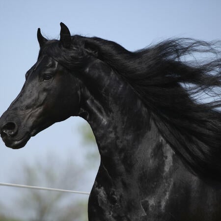 Il segno zodiacale cinese del cavallo | Foto: © Zuzule - istockphoto.com