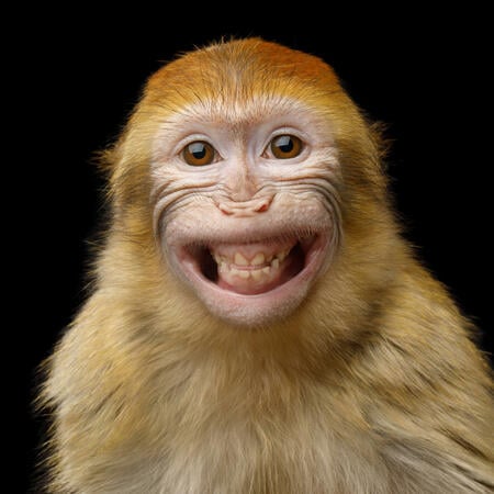 Scimmia di Fuoco - oroscopo cinese | Foto: (c) seregraff - stock.adobe.com