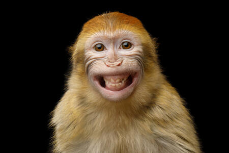 Scimmia di Fuoco - oroscopo cinese | Foto: (c) seregraff - stock.adobe.com