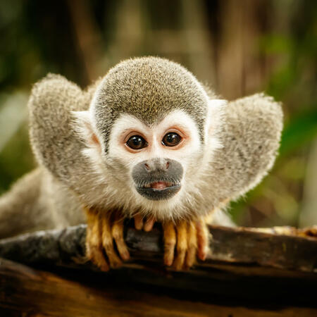 Scimmia di Legno - oroscopo cinese | Foto: (c) LindaPhotography - stock.adobe.com