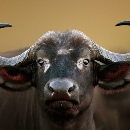 Bufalo di Terra - oroscopo cinese | foto: (c) JohanSwanepoel - stock.adobe.com