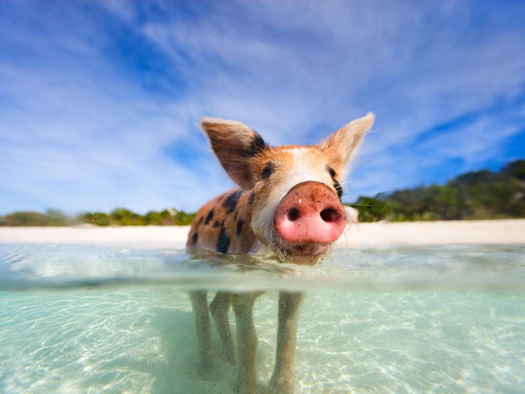 Chinese animal zodiac sign Pig Chinese animal zodiac sign Pig