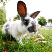 Chinese animal zodiac sign Rabbit | Photo: &copy; iStock.com/SQUAMISH
