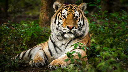La Tigre nello zodiaco cinese (Foto: © iStockphoto.com/Zocha_K)