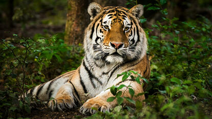Chines zodiac sign Tiger