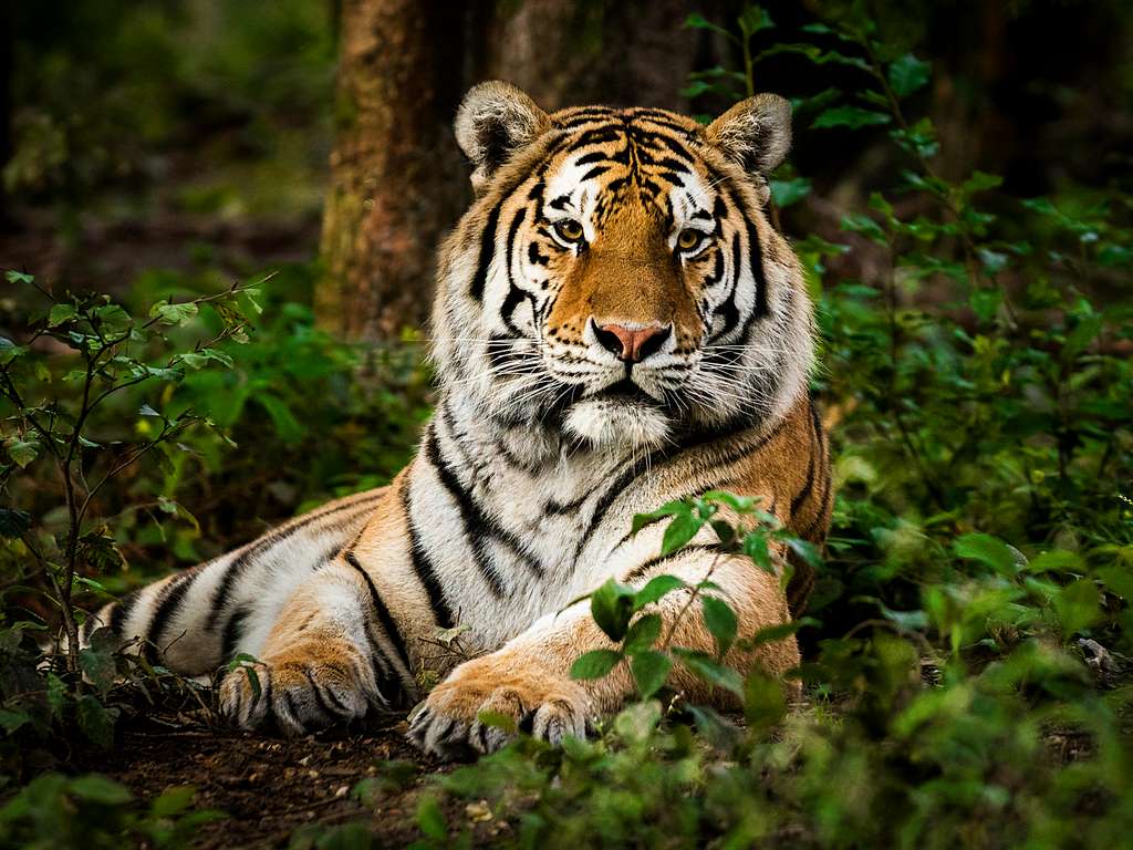Chines zodiac sign Tiger Chines zodiac sign Tiger
