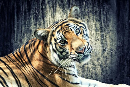 Chinese horoscope - Metal Tiger | photo: (c) Netfalls - stock.adobe.com