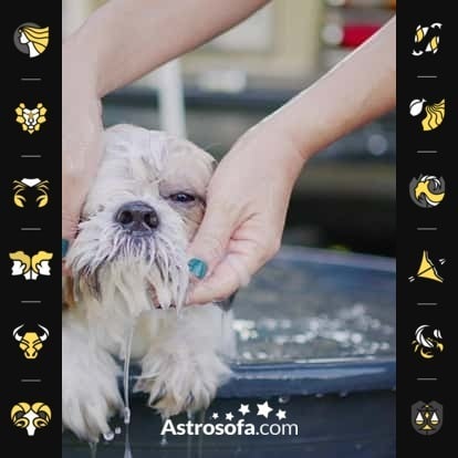 Lucky dog of the week