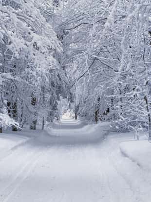 Winter mountain landscape. Trees in forest or park covered with hoarfrost and snow