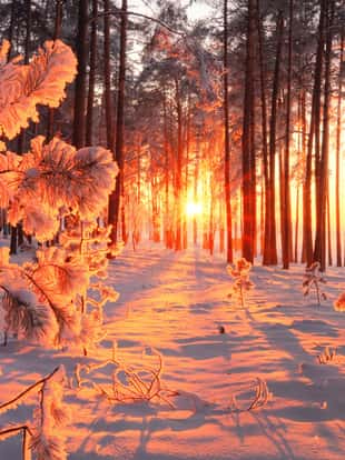 Sunny winter forest. Fluffy snow on trees. Sun beams shining through trees in forest. Beautiful white snow on the ground. Christmas background.