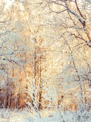 beautiful snowy winter landscape with forest and sun. winter sunset in forest. sun shines through snow covered trees