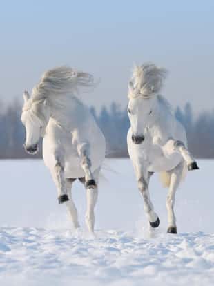 Gray Welsh pony galloping on snow field