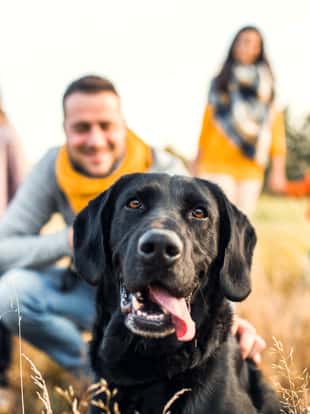 A young family with two small children and a black dog on a meadow in autumn nature.