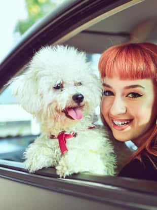 Cute Female And Her Pet Poodle Riding In Car