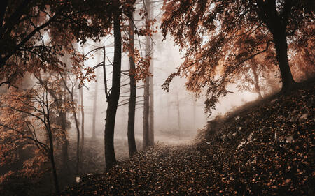 dark and misty atmosphere in the woods with trees and autumn colors