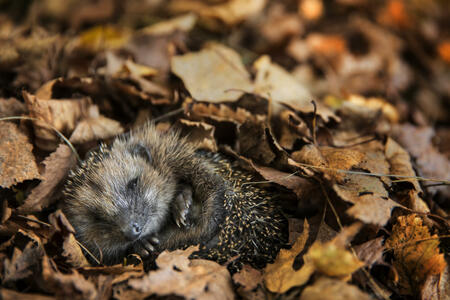 Autumn, Hedgehog, Animal Wildlife, Leaf, Animals In The Wild