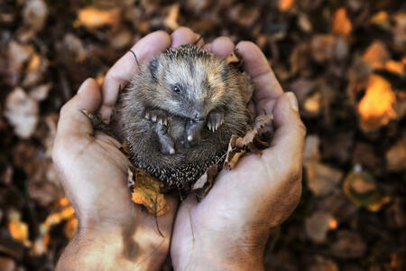 Autumn, Hedgehog, Animal Wildlife, Leaf, Animals In The Wild