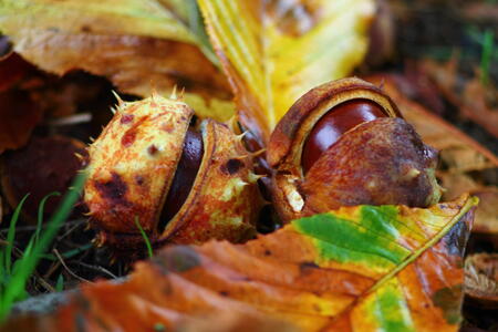 Ripe shiny horse chestnut conkers in open spiked shell arranged on autumn leaves on the floor. Close view.