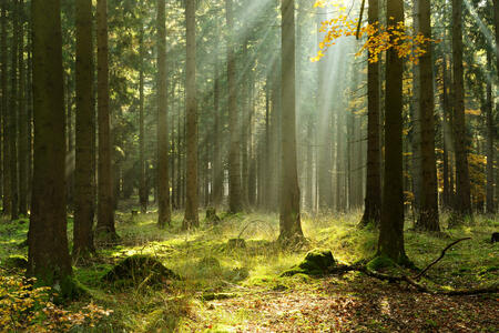 Sunbeams breaking through Spruce Tree Forest in autumn, rays of sunlight amongst trees and on moss covered forest floor