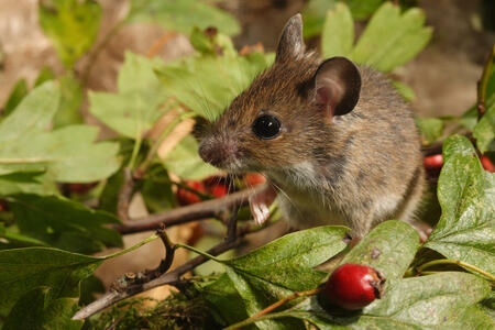 Young Wood mouse sitting amongst leaves and hawthorn berries looking left