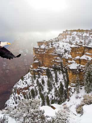 Bald eagle flying above grand canyon in the winter