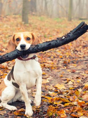Beagle dog in the autumn forest plays with stick