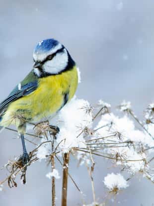 Blue tit in wintertime,Eifel,Germany.
