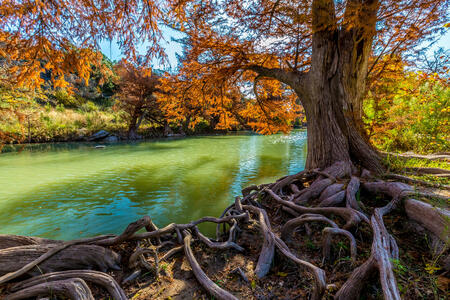 Bright Orange Fall Foliage and Entangled Cypress Roots on the Guadalupe River at Guadalupe State Park, Texas