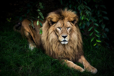 Portrait of resting lion