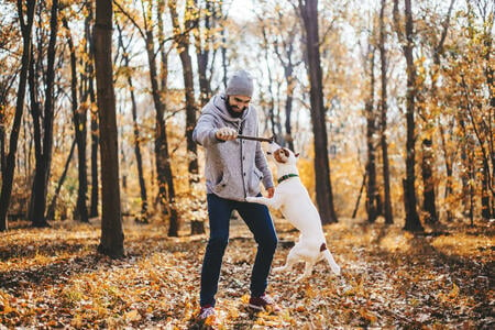 Man with dog in autumn forest stock photo
