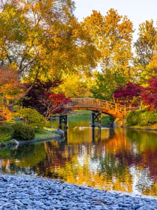 Sunset view of beautiful Japanese garden in Midwest in fall; traditional Japanese bridge in the background
